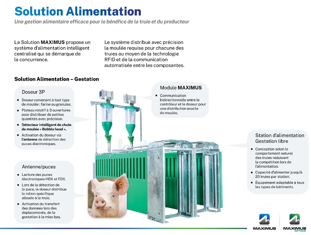 Système de contrôle porcin | MAXIMUS Station d'alimentation pour truies en gestation libre 